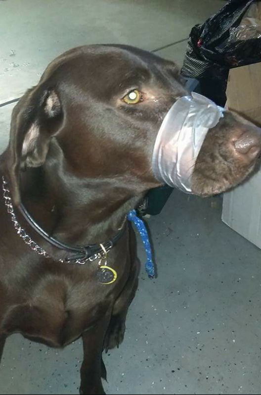 do muzzles stop barking